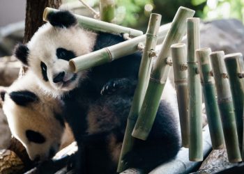 epa08342817 The twin panda cubs Meng Xian and Meng Yuan play in their enclosure at the zoo in Berlin, Germany, 04 April 2020. Due to contact restrictions, as a result of the spreading of the SARS-CoV-2 coronavirus which causes the Covid-19 disease, streets and public places in Berlin are nearly deserted. The zoo is closed as well and media report, that animals start to easier be terrified, as fewer human beings show up during a day.  EPA-EFE/CLEMENS BILAN