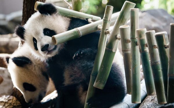 epa08342817 The twin panda cubs Meng Xian and Meng Yuan play in their enclosure at the zoo in Berlin, Germany, 04 April 2020. Due to contact restrictions, as a result of the spreading of the SARS-CoV-2 coronavirus which causes the Covid-19 disease, streets and public places in Berlin are nearly deserted. The zoo is closed as well and media report, that animals start to easier be terrified, as fewer human beings show up during a day.  EPA-EFE/CLEMENS BILAN