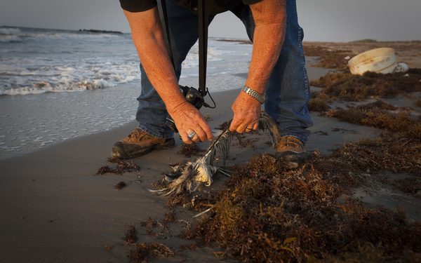 epa02694456 (21/21) Wisner Foundation Field Inspector Forrest Travirca documents a dead Lesser Heron found on the beach in Port Fourchon, Louisiana, USA, 18 April 2011. An explosion on board the mobile offshore drilling rig Deepwater Horizon in the Gulf of Mexico on 20 April 2010 had triggered the worst oil spill in US history. An estimated five million barrels of oil spewed into the Gulf from the underwater leak, killing countless birds and sea animals and bringing down fishery in the region. It took BP months to plug the leaking oil well. Beach cleaning will be impeded by migratory and nesting birds protected by the Migratory Bird Treaty Act of 1918.  EPA/BEVIL KNAPP