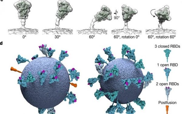 Сарс Ков 2 корона вирусот. Фото: MRC Лаб. за молекуларна биологија. Nature, август 2020 г. CC-BY-NC-ND 4.0 меѓ. лиценца
