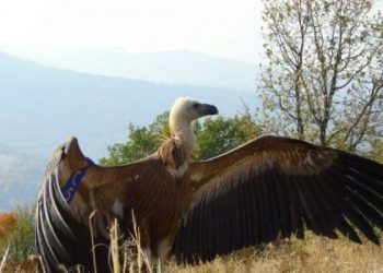 Белоглав мршојадец, Фото: МЕД