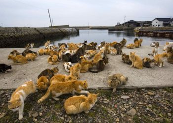 Cats crowd the harbour embankment on Aoshima Island in Ehime prefecture in southern Japan February 25, 2015. An army of cats rules the remote island in southern Japan, curling up in abandoned houses or strutting about in a fishing village that is overrun with felines outnumbering humans six to one. Picture taken February 25, 2015. To match story JAPAN-CATS/  REUTERS/Thomas Peter (JAPAN - Tags: SOCIETY ANIMALS TRAVEL)