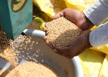 epa09895599  Indian farmers show the wheat production at a village in outskirts of New Delhi, India 17 April 2022 ( issued on 18 April 2022). Wheat is usually planted in January and harvested from March to May. India is the second largest wheat producer in the world. Wheat and wheat flour play an increasingly important role in the management of India's food economy.  EPA-EFE/HARISH TYAGI