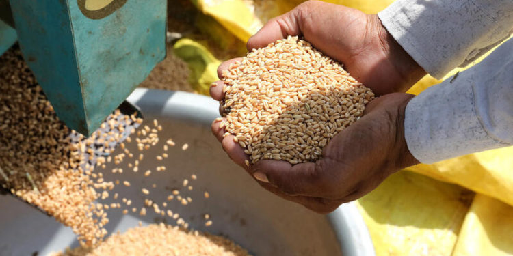 epa09895599  Indian farmers show the wheat production at a village in outskirts of New Delhi, India 17 April 2022 ( issued on 18 April 2022). Wheat is usually planted in January and harvested from March to May. India is the second largest wheat producer in the world. Wheat and wheat flour play an increasingly important role in the management of India's food economy.  EPA-EFE/HARISH TYAGI