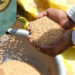 epa09895599  Indian farmers show the wheat production at a village in outskirts of New Delhi, India 17 April 2022 ( issued on 18 April 2022). Wheat is usually planted in January and harvested from March to May. India is the second largest wheat producer in the world. Wheat and wheat flour play an increasingly important role in the management of India's food economy.  EPA-EFE/HARISH TYAGI