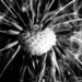 Фото: The New Yorker
