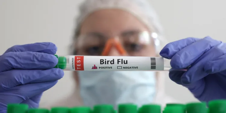 FILE PHOTO: A person holds a test tube labelled "Bird Flu", in this picture illustration, January 14, 2023. REUTERS/Dado Ruvic/Illustration