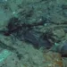 Оваа фотографија од 2004 година обезбедена од Институтот за истражување, Центар за археолошка океанографија, покажува остатоци од палто и чизми во калта на морето. АП/Институт за истражување, Центар за археолошка океанографија
Оваа фотографија од 2004 година обезбедена од Институтот за истражување, Центар за археолошка океанографија, покажува остатоци од палто и чизми во калта на морето. АП/Институт за истражување, Центар за археолошка океанографија