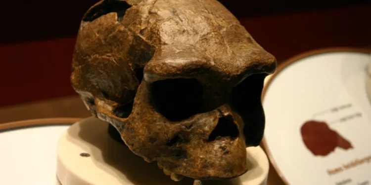 Homo erectus, World History Encyclopedia. Фото: Ryan Somma / Flickr