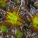 Syntrichia caninervis, пронајдена во многу суви пустински средини на Земјата.Фото: John Game преку Flickr (CC од 2.0)