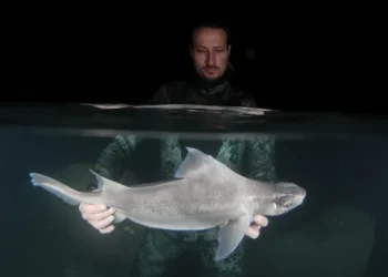 Researcher Andrej Gajić holds the shark underwater. (Image credit: Photographs Andrej Gajić, Sharklab ADRIA, study funded by the Explorers Club Expedition Grant “What lurks in the depths?!”)