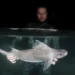 Researcher Andrej Gajić holds the shark underwater. (Image credit: Photographs Andrej Gajić, Sharklab ADRIA, study funded by the Explorers Club Expedition Grant “What lurks in the depths?!”)