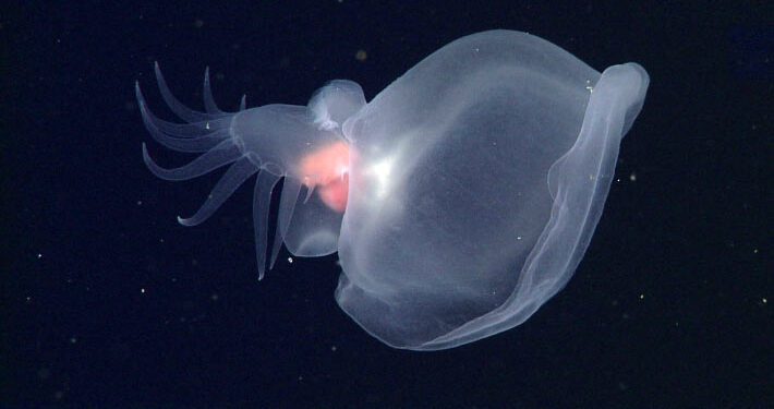 Фото: Скриншот MBARI