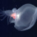 Фото: Скриншот MBARI